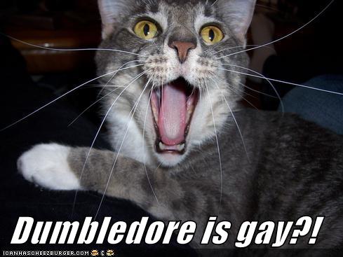 Lolcat Dumbledore is Gay